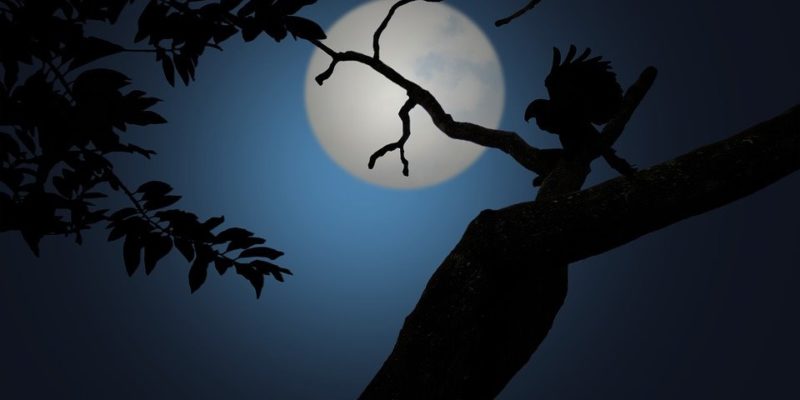 The Nocturnal Song