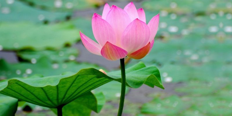 Lotus