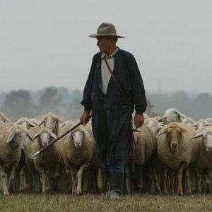 Shepherd Sheep