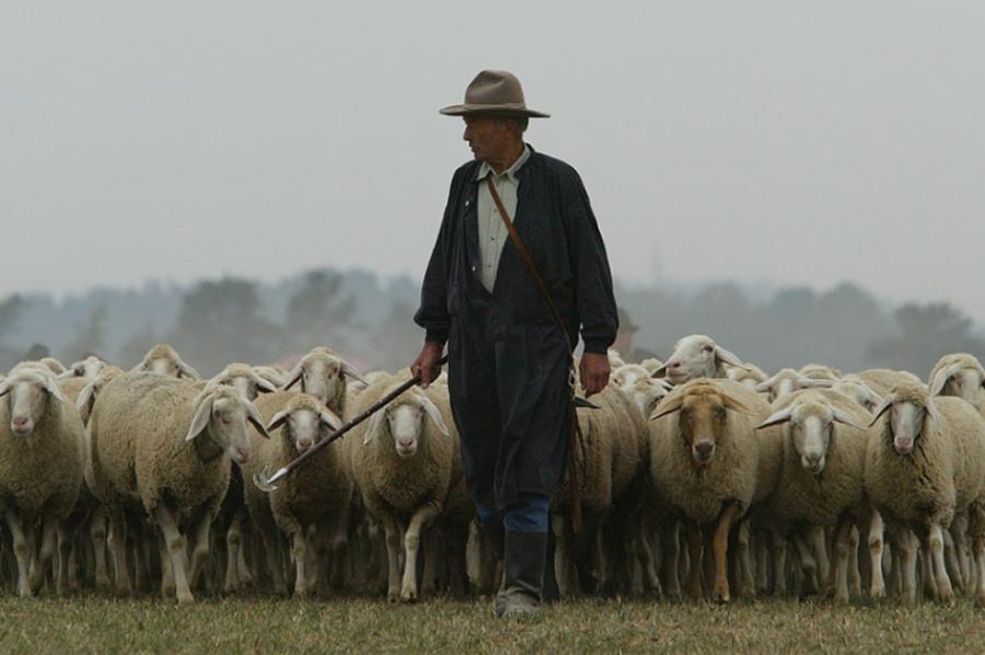 Shepherd Sheep
